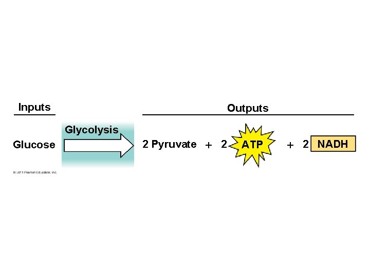 Inputs Outputs Glycolysis Glucose 2 Pyruvate 2 ATP 2 NADH 