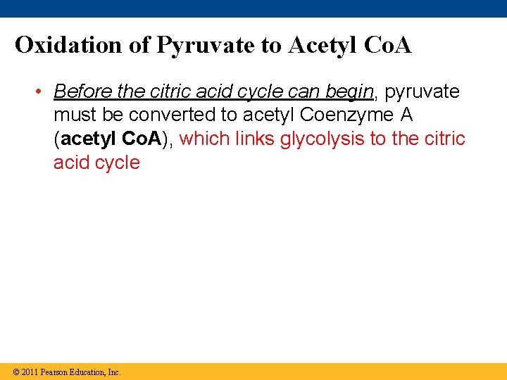 Oxidation of Pyruvate to Acetyl Co. A • Before the citric acid cycle can