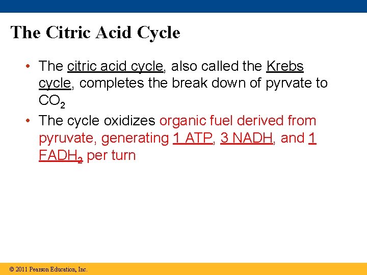 The Citric Acid Cycle • The citric acid cycle, also called the Krebs cycle,