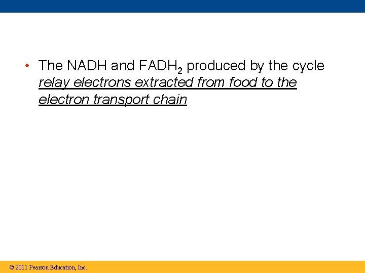  • The NADH and FADH 2 produced by the cycle relay electrons extracted