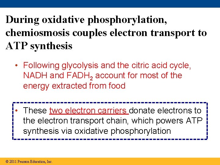 During oxidative phosphorylation, chemiosmosis couples electron transport to ATP synthesis • Following glycolysis and