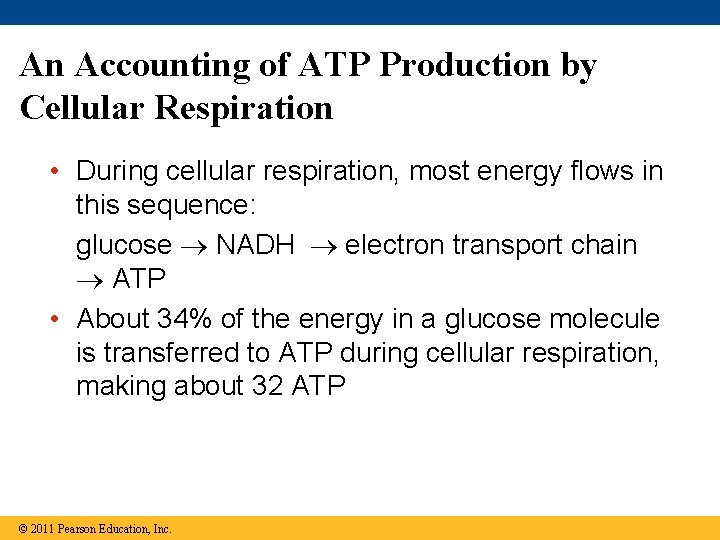 An Accounting of ATP Production by Cellular Respiration • During cellular respiration, most energy