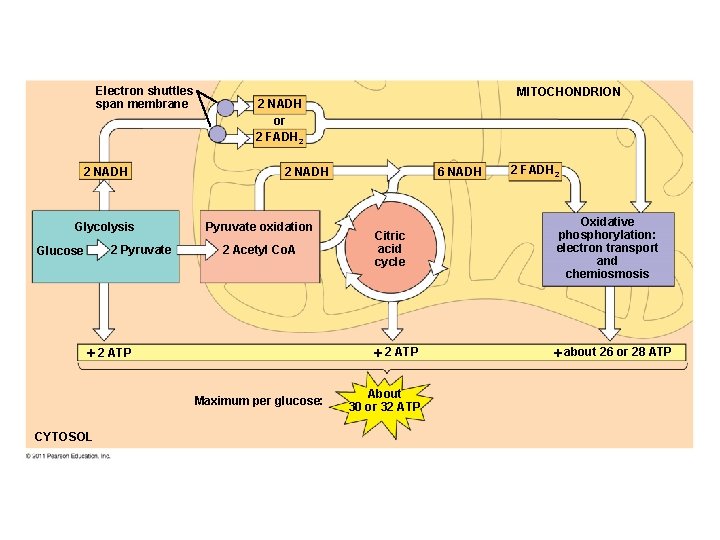 Electron shuttles span membrane 2 NADH Glycolysis 2 Pyruvate Glucose 2 NADH or 2