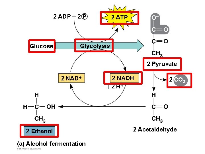 2 ADP 2 P i Glucose 2 ATP Glycolysis 2 Pyruvate 2 NAD 2