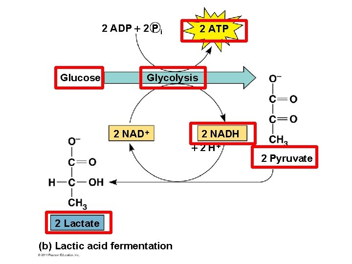 2 ADP 2 P i Glucose 2 ATP Glycolysis 2 NAD 2 Lactate (b)
