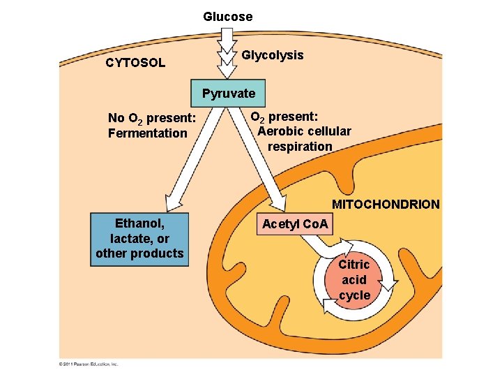 Glucose CYTOSOL Glycolysis Pyruvate No O 2 present: Fermentation O 2 present: Aerobic cellular