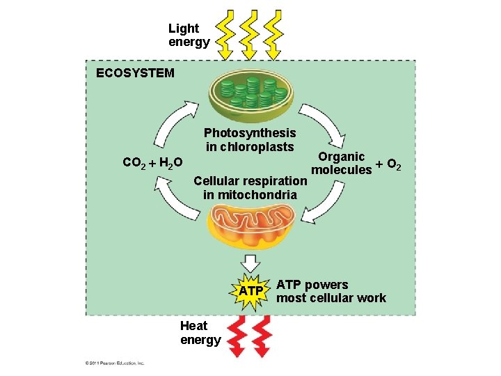 Light energy ECOSYSTEM Photosynthesis in chloroplasts CO 2 H 2 O Cellular respiration in