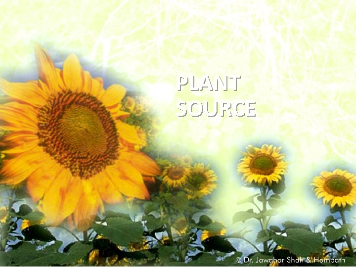 PLANT SOURCE 