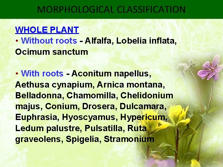 MORPHOLOGICAL CLASSIFICATION WHOLE PLANT • Without roots - Alfalfa, Lobelia inflata, Ocimum sanctum •