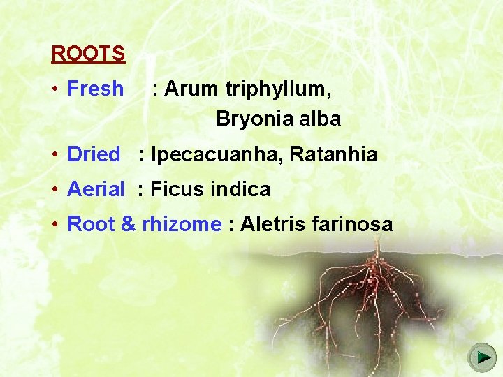 ROOTS • Fresh : Arum triphyllum, Bryonia alba • Dried : Ipecacuanha, Ratanhia •