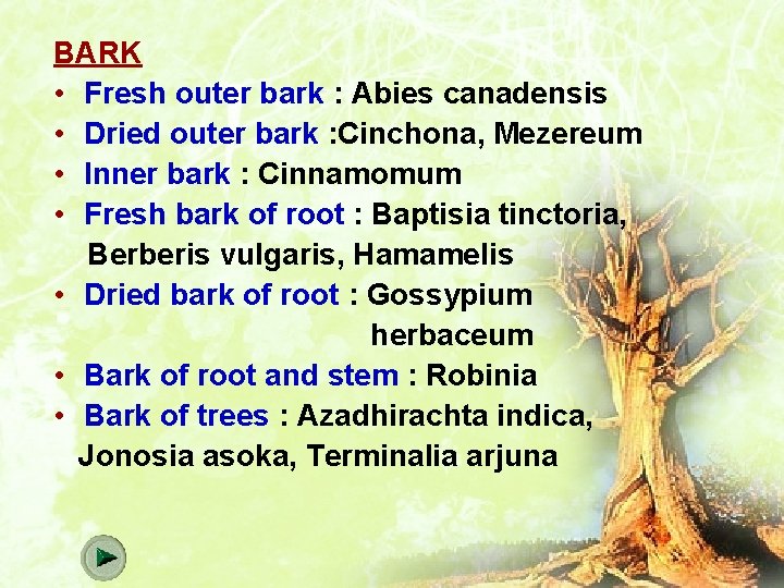 BARK • Fresh outer bark : Abies canadensis • Dried outer bark : Cinchona,