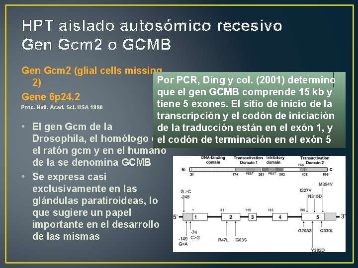 HPT aislado autosómico recesivo Gen Gcm 2 o GCMB Gen Gcm 2 (glial cells