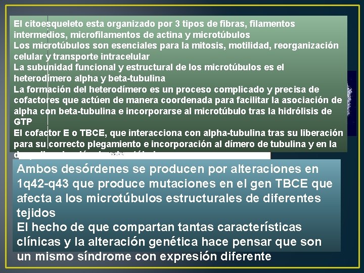 Microtúbulos Tubulin TBCE (Chaperona) El citoesqueleto esta organizado por 3 tipos de fibras, filamentos