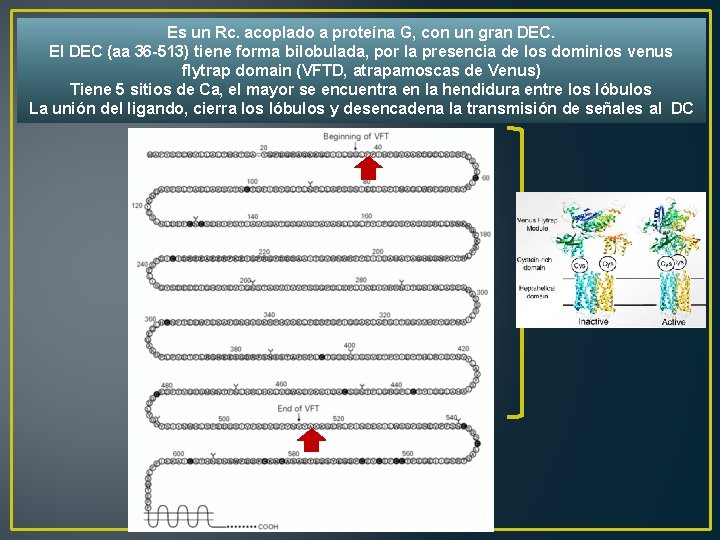 Es un Rc. acoplado a proteína G, con un gran DEC. El DEC (aa