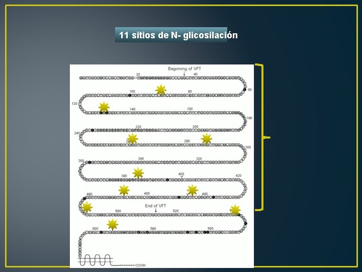 11 sitios de N- glicosilación 