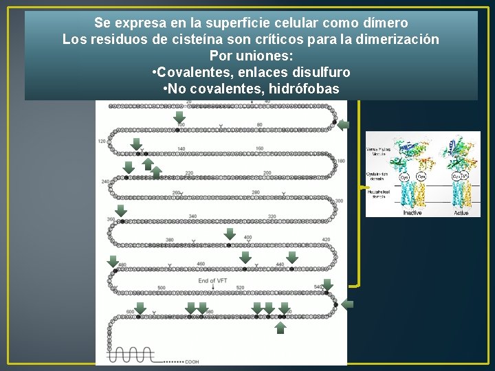 Se expresa en la superficie celular como dímero Los residuos de cisteína son críticos