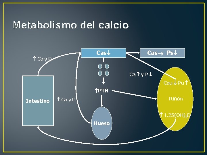 Metabolismo del calcio Cas Ca y P Cas Ps Ca y P Cau Pu