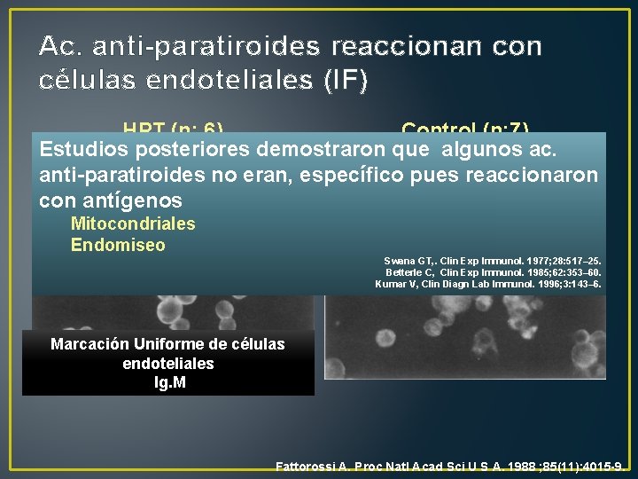 Ac. anti-paratiroides reaccionan con células endoteliales (IF) HPT (n: 6) Control (n: 7) Estudios