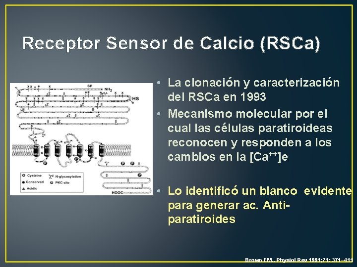 Receptor Sensor de Calcio (RSCa) • La clonación y caracterización del RSCa en 1993