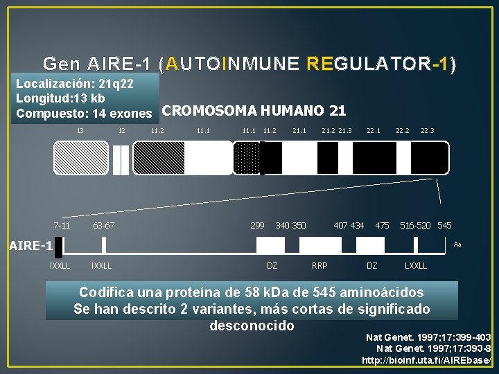 Gen AIRE-1 (AUTOINMUNE REGULATOR-1) Localización: 21 q 22 Longitud: 13 kb Compuesto: 14 exones