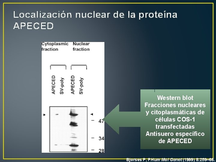 Localización nuclear de la proteína APECED Western blot Fracciones nucleares y citoplasmáticas de células
