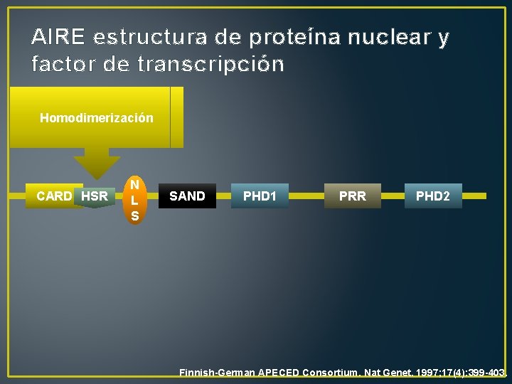 AIRE estructura de proteína nuclear y factor de transcripción Homodimerización CARD HSR N L