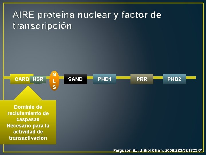 AIRE proteína nuclear y factor de transcripción CARD HSR N L S SAND PHD