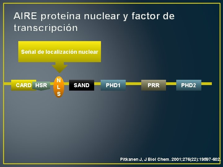 AIRE proteína nuclear y factor de transcripción Señal de localización nuclear CARD HSR N