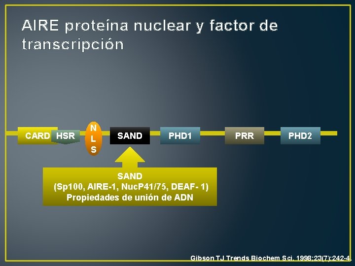 AIRE proteína nuclear y factor de transcripción CARD HSR N L S SAND PHD
