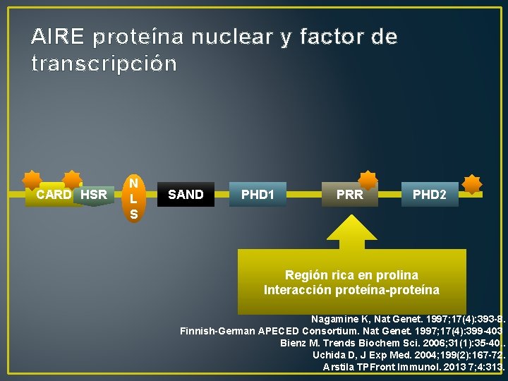 AIRE proteína nuclear y factor de transcripción CARD HSR N L S SAND PHD