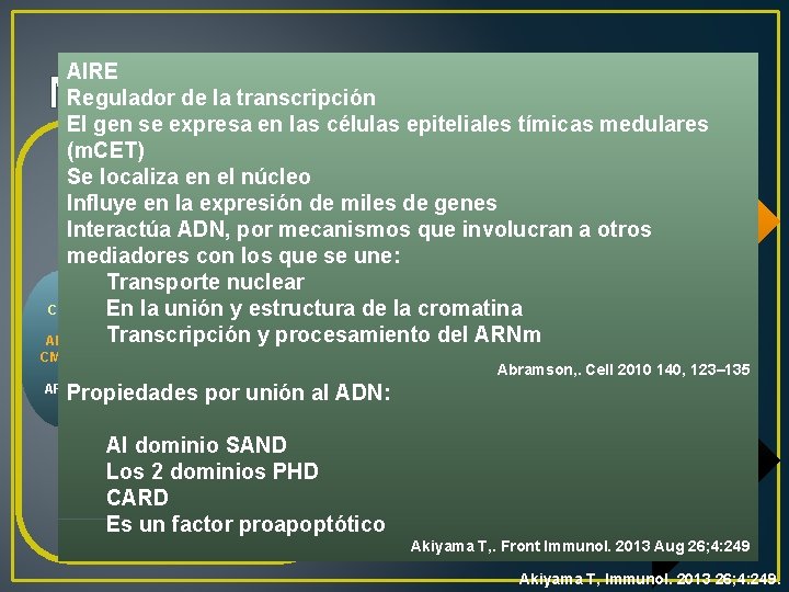 AIRE Regulador de la transcripción El gen se expresa en las células epiteliales tímicas