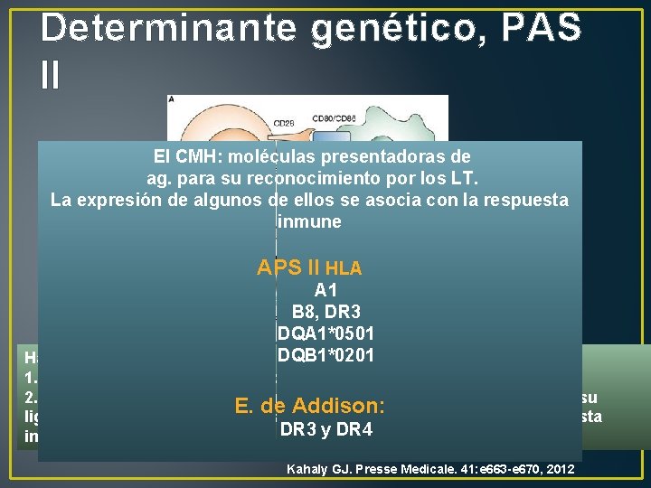 Determinante genético, PAS II El CMH: moléculas presentadoras de ag. para su reconocimiento por
