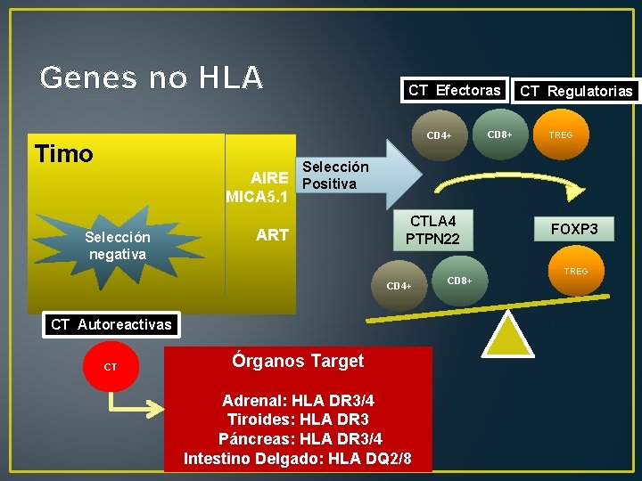 Genes no HLA CT Efectoras CD 4+ Timo CD 8+ CT Regulatorias TREG Selección