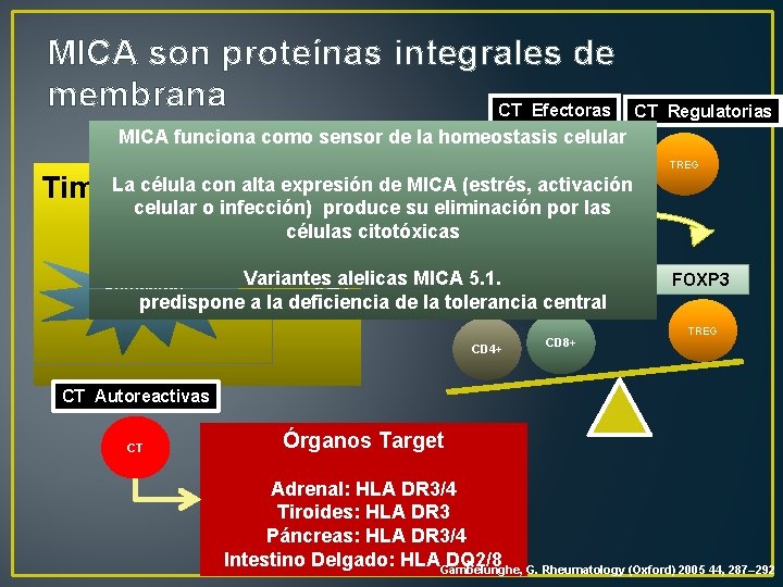 MICA son proteínas integrales de membrana CT Efectoras CT Regulatorias MICA funciona como sensor