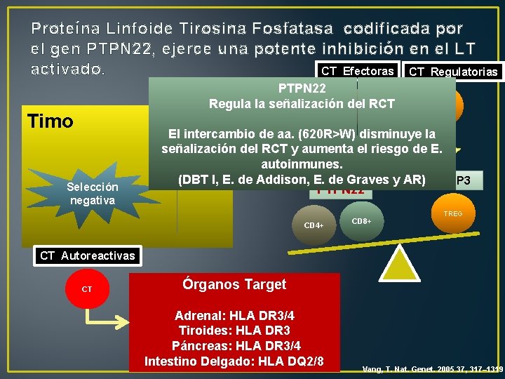 Proteína Linfoide Tirosina Fosfatasa codificada por el gen PTPN 22, ejerce una potente inhibición