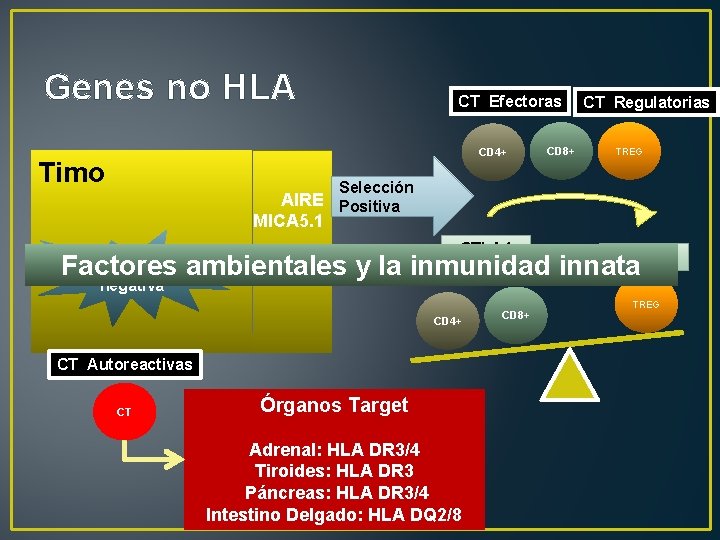 Genes no HLA CT Efectoras CD 4+ Timo CD 8+ CT Regulatorias TREG Selección