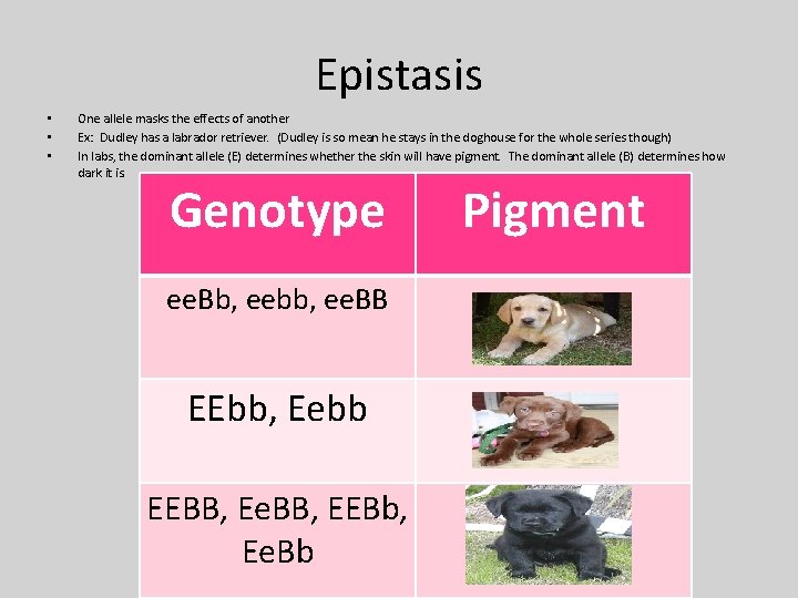 Epistasis • • • One allele masks the effects of another Ex: Dudley has