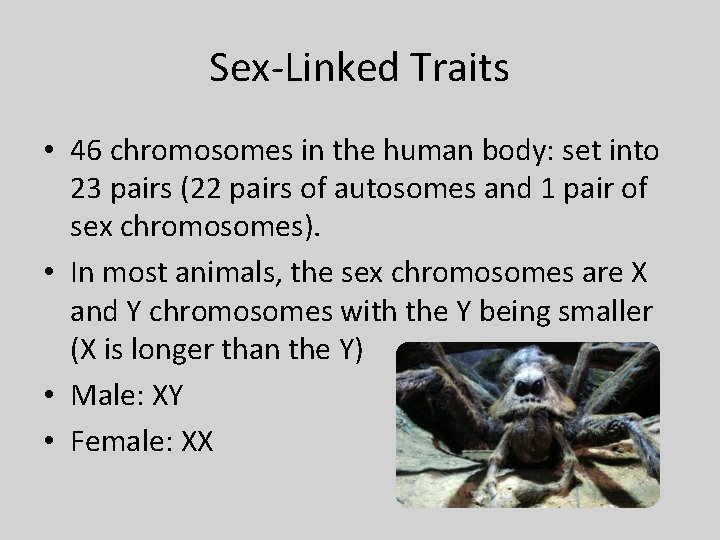Sex-Linked Traits • 46 chromosomes in the human body: set into 23 pairs (22