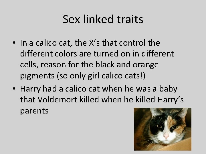 Sex linked traits • In a calico cat, the X’s that control the different