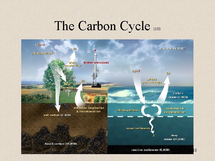 The Carbon Cycle (1/3) 10 