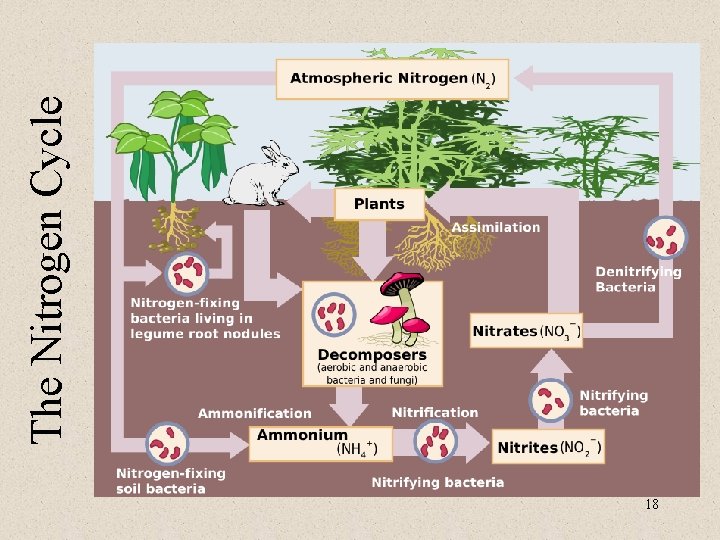 18 The Nitrogen Cycle 