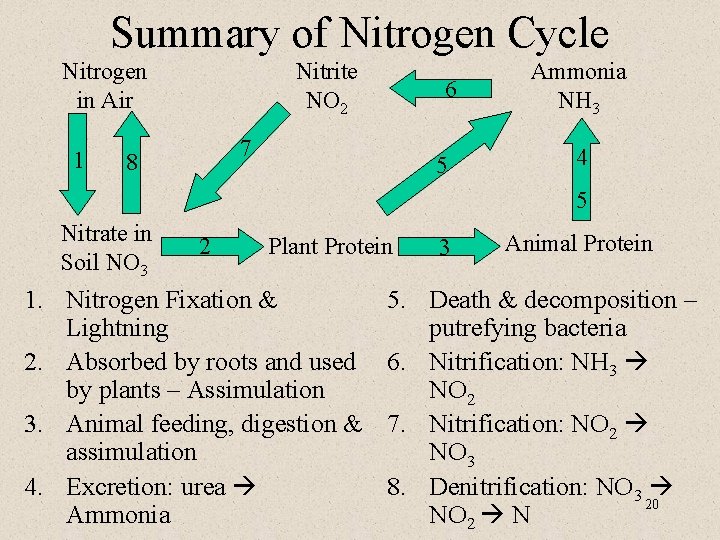 Summary of Nitrogen Cycle Nitrogen in Air 1 Nitrite NO 2 6 7 8