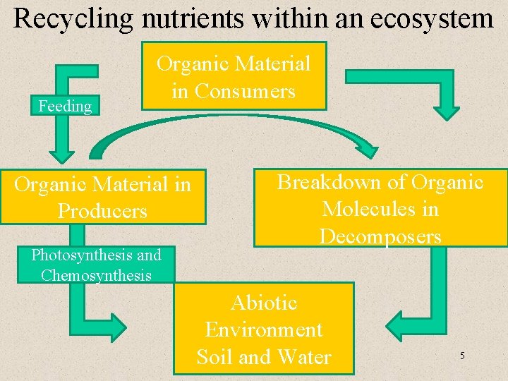 Recycling nutrients within an ecosystem Feeding Organic Material in Consumers Organic Material in Producers