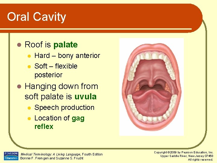 Oral Cavity l Roof is palate l l l Hard – bony anterior Soft