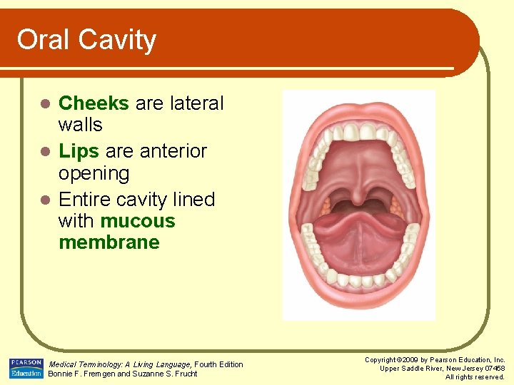Oral Cavity Cheeks are lateral walls l Lips are anterior opening l Entire cavity