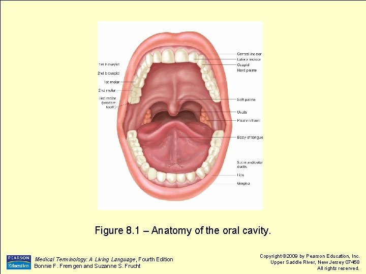Figure 8. 1 – Anatomy of the oral cavity. Medical Terminology: A Living Language,