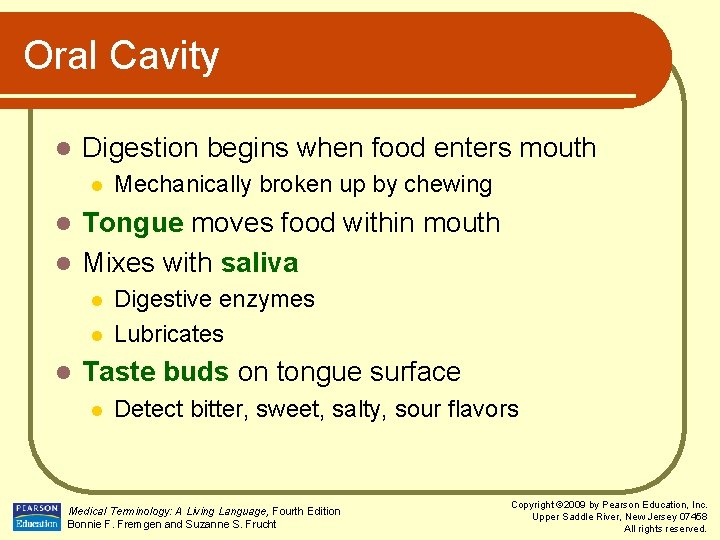Oral Cavity l Digestion begins when food enters mouth l Mechanically broken up by