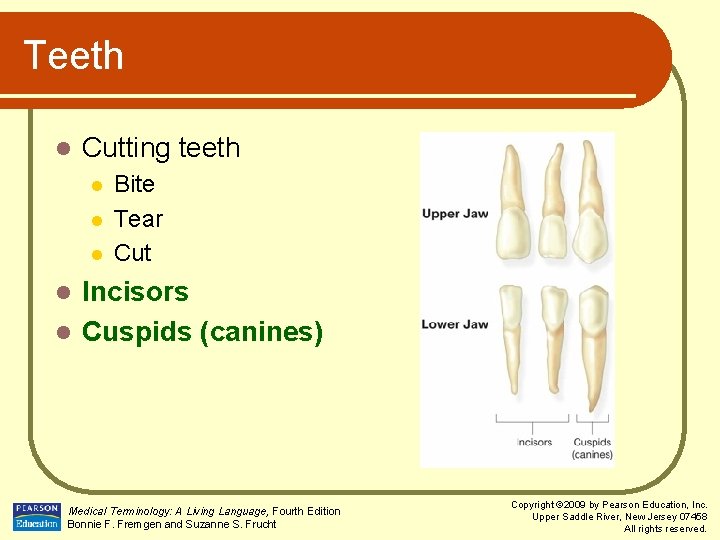 Teeth l Cutting teeth l l l Bite Tear Cut Incisors l Cuspids (canines)