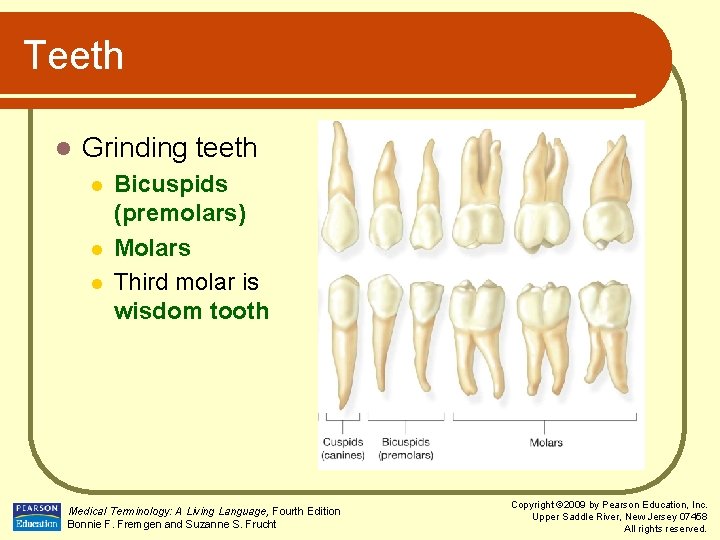 Teeth l Grinding teeth l l l Bicuspids (premolars) Molars Third molar is wisdom