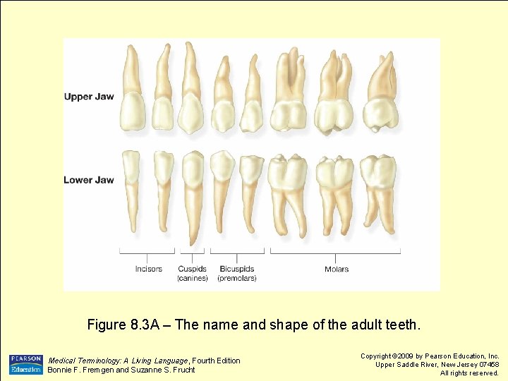 Figure 8. 3 A – The name and shape of the adult teeth. Medical